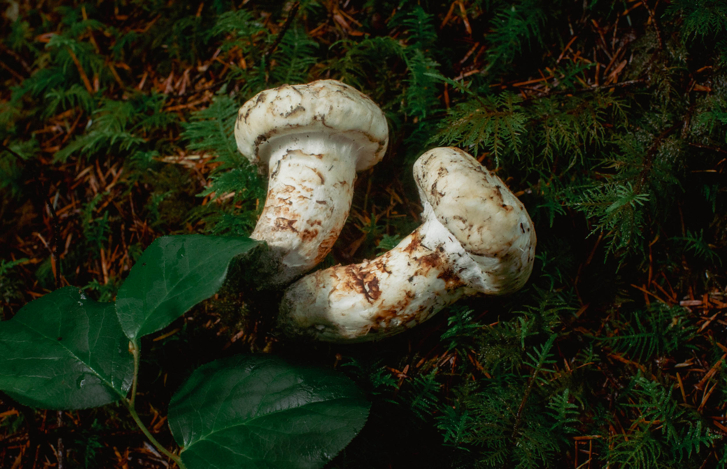 Forest Fire Matsutake in Savory Garlic Glaze