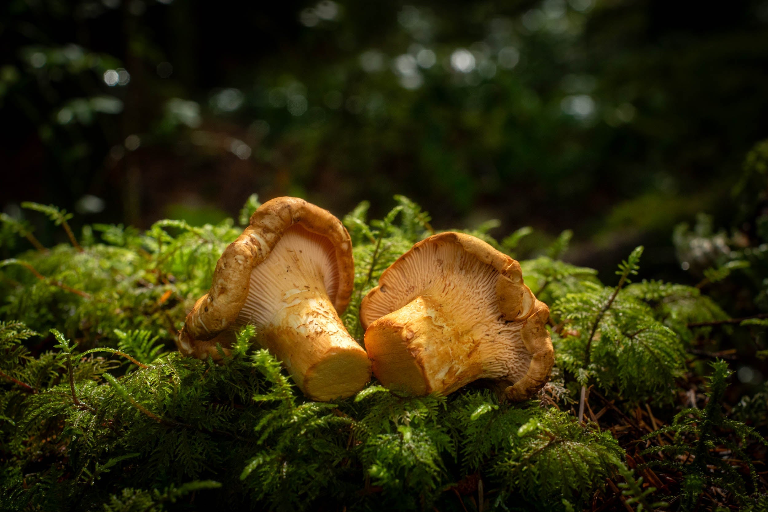Wild Harvest