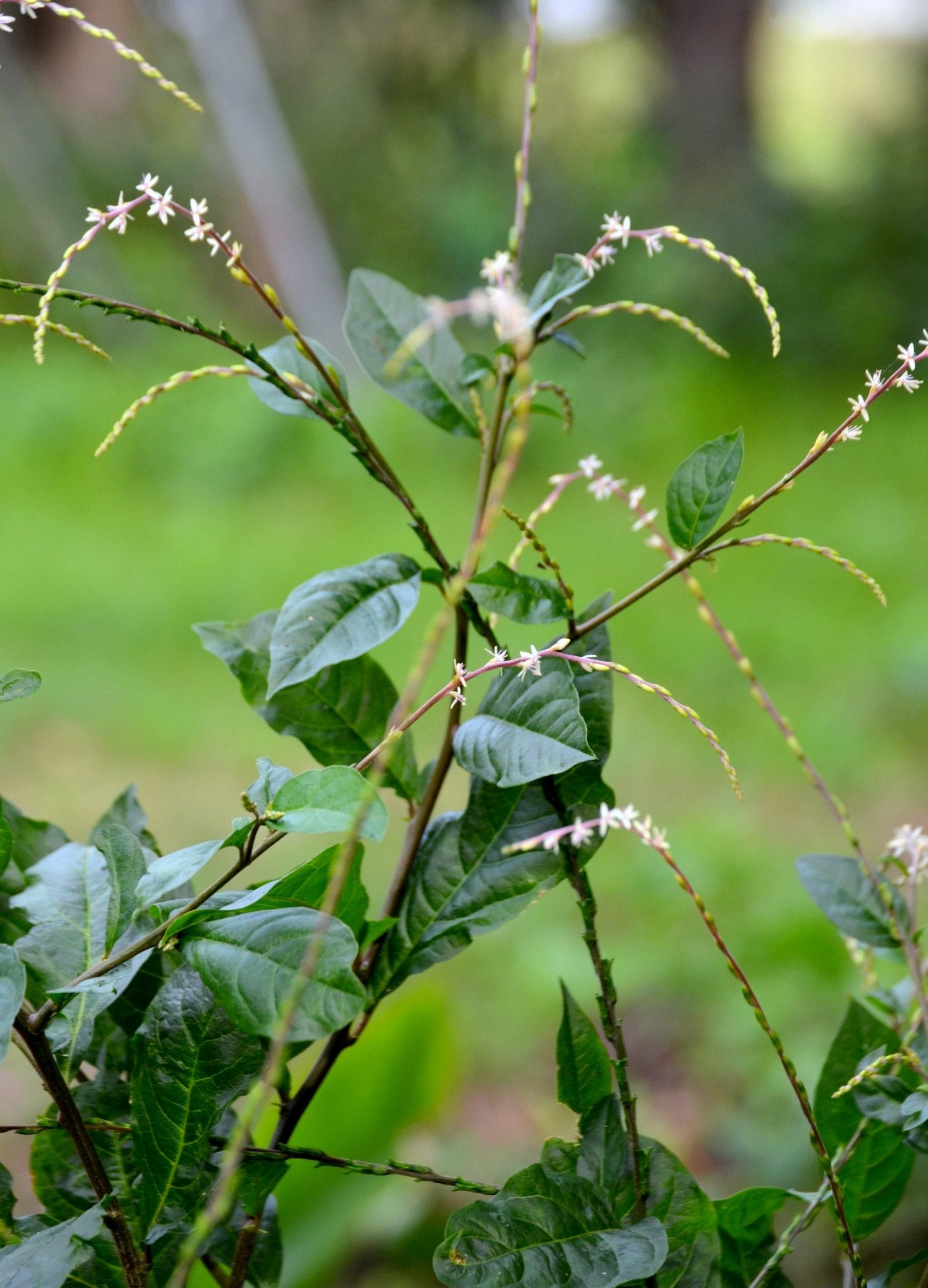 Anamu (Petiveria alliacea)