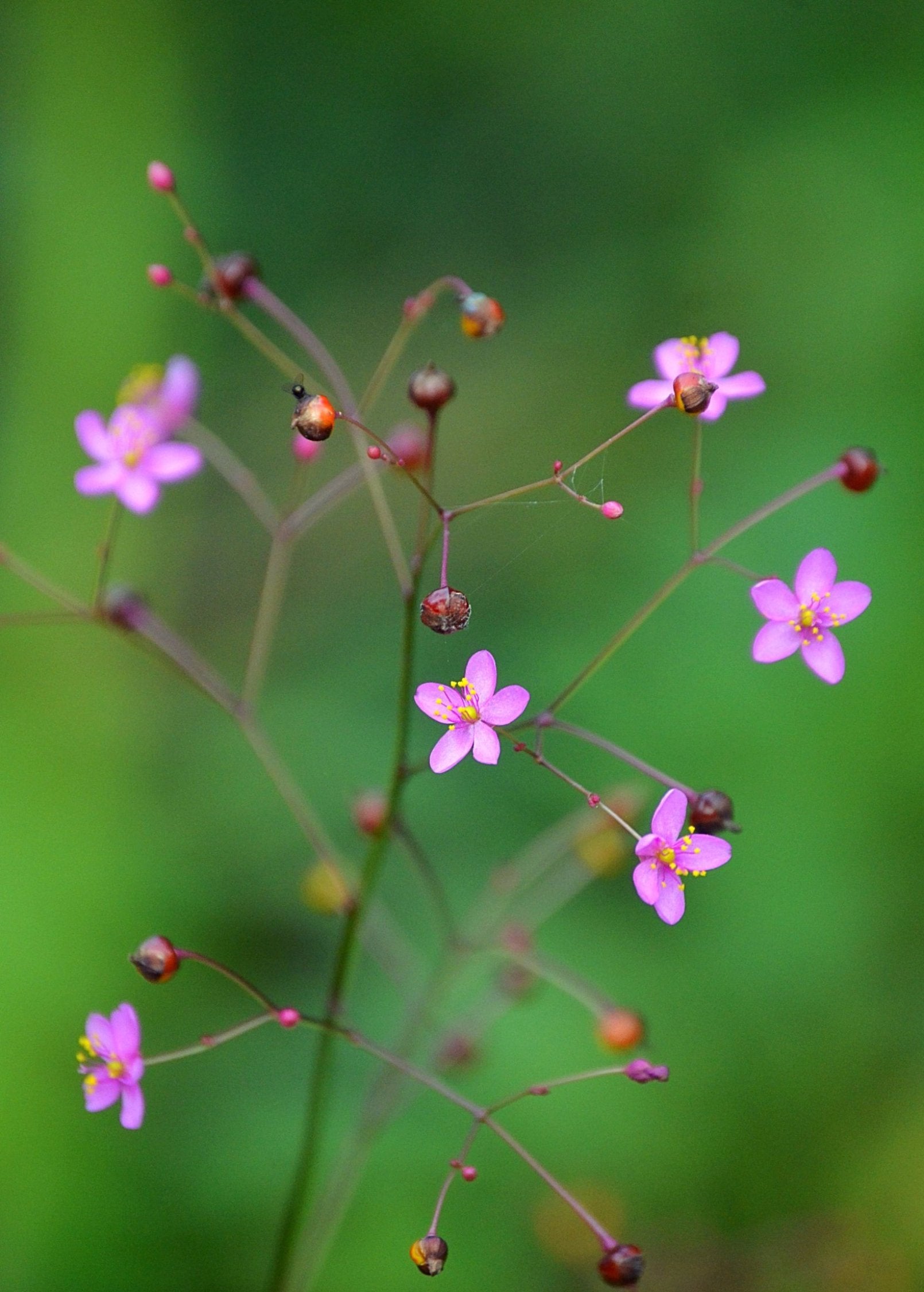 Jewels of Opar (Talinum paniculatum)