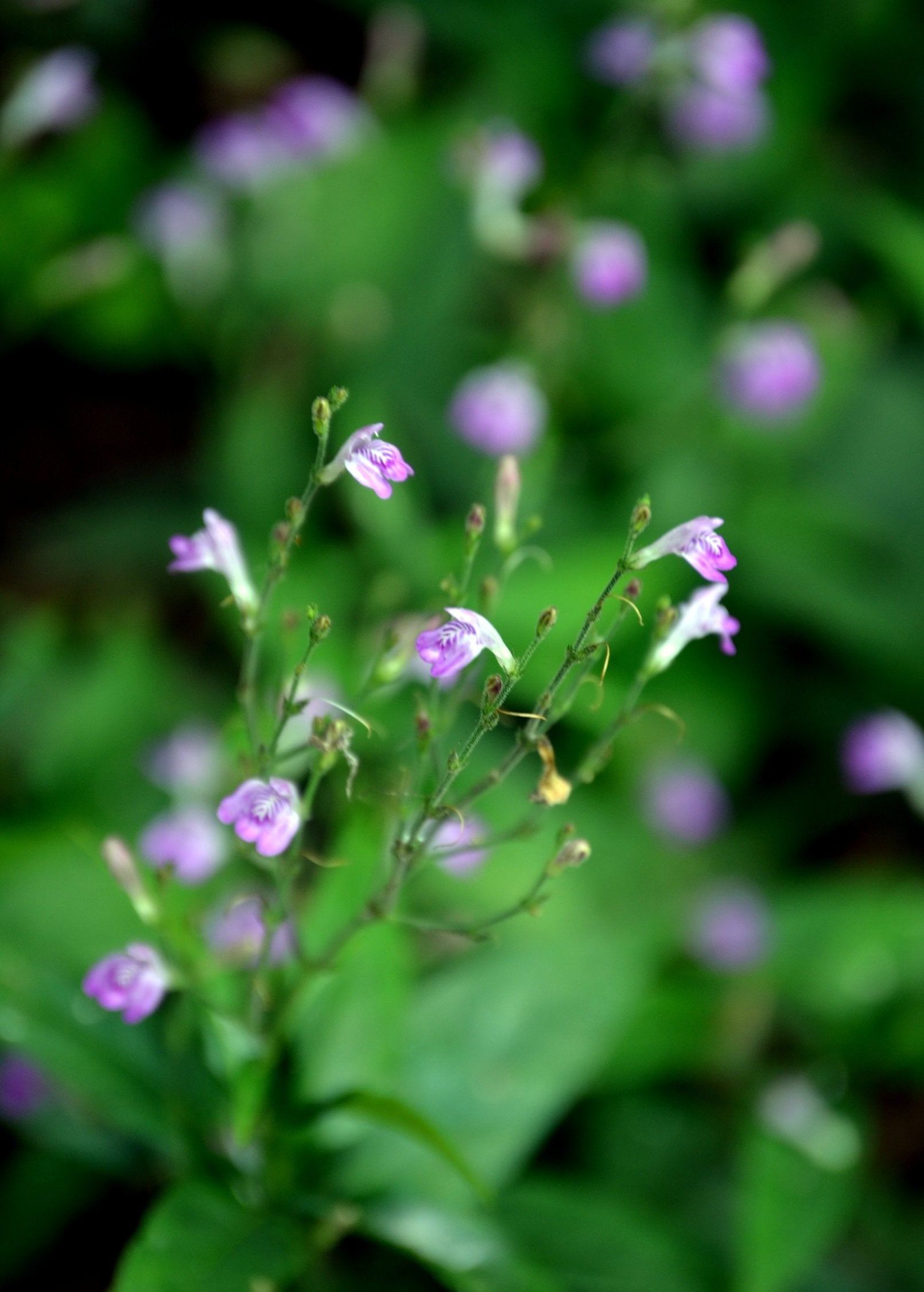 Tilo (Justicia pectoralis)
