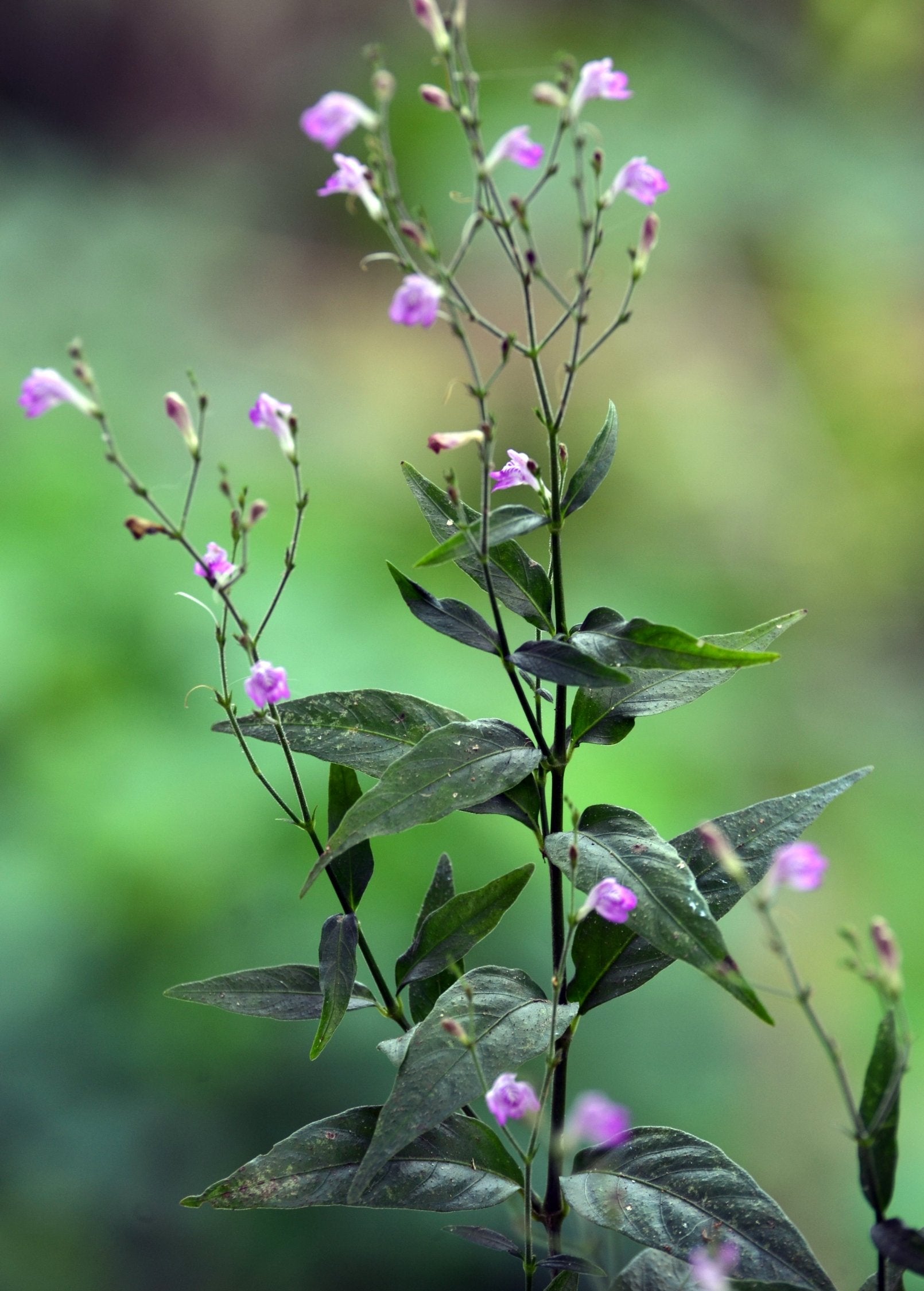 Tilo (Justicia pectoralis)