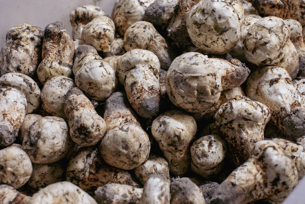 Dried Wild Matsutake Mushrooms