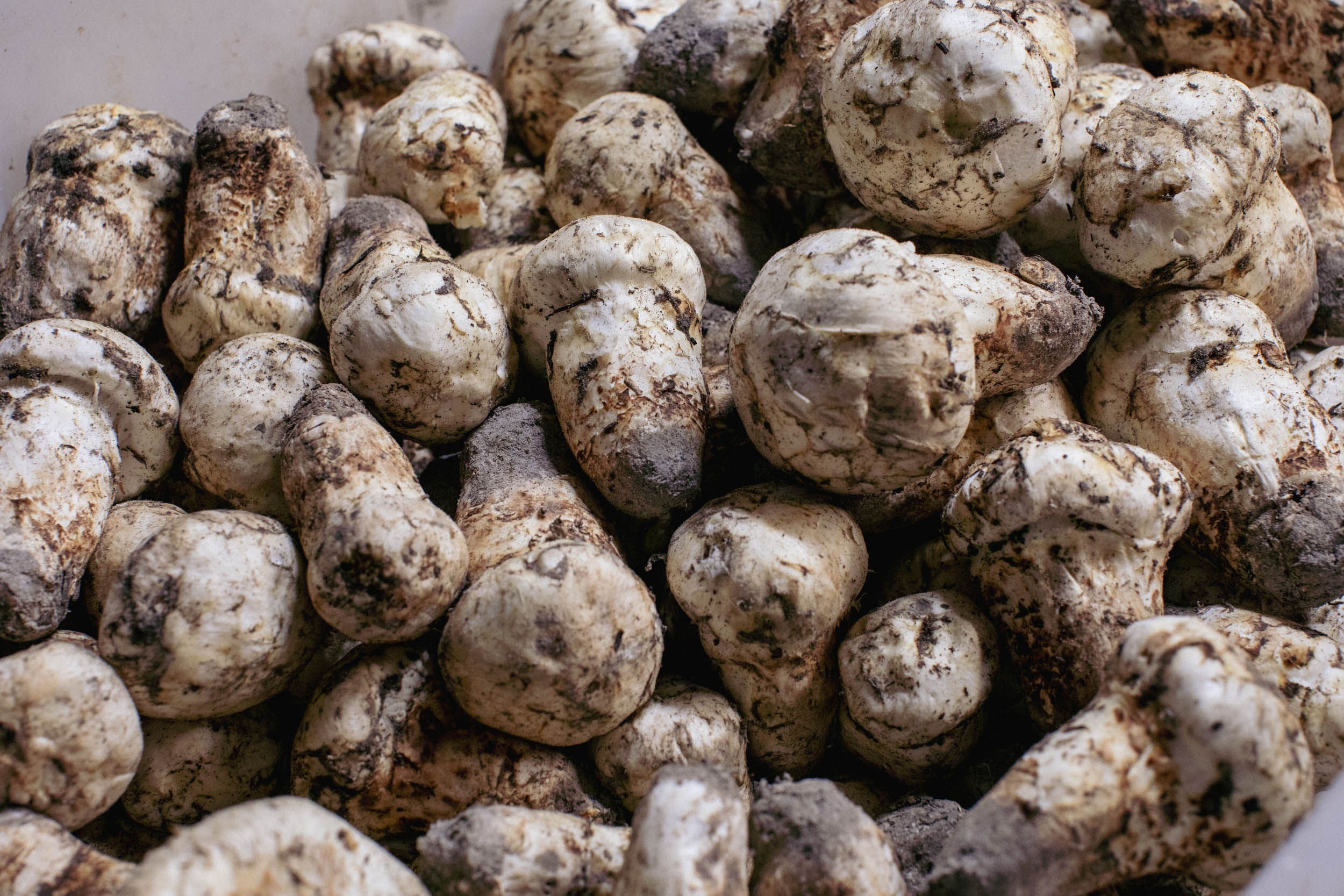 Dried Wild Matsutake Mushrooms