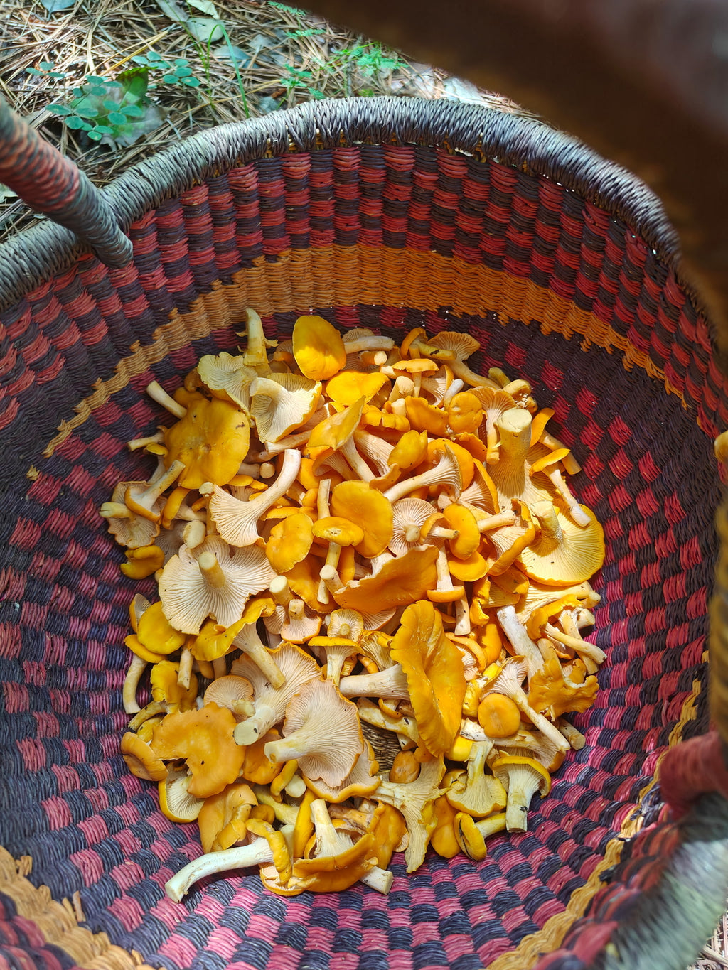 Fresh Wild Southern Chanterelles