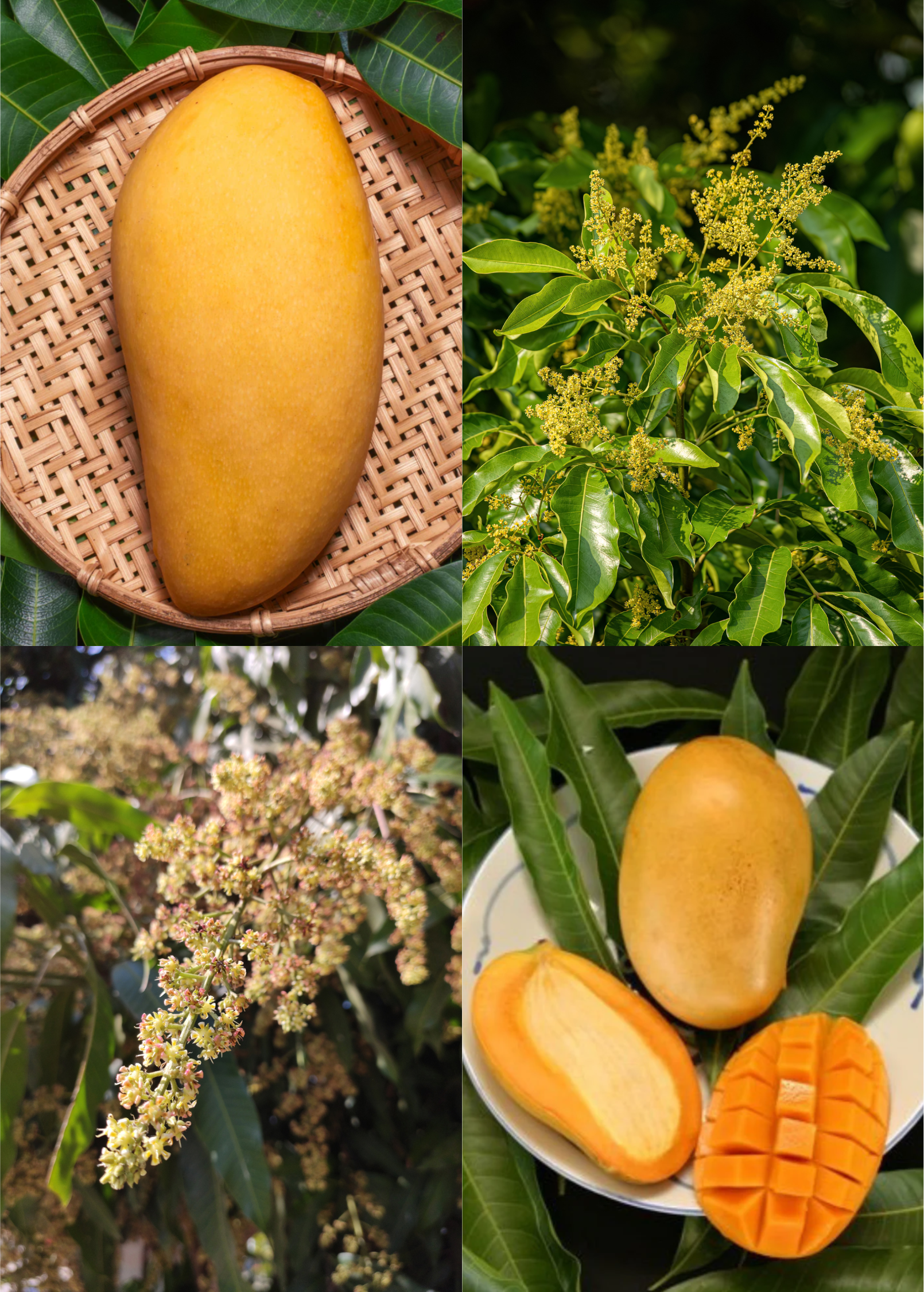 XL Mango Tree Bundle: 'Mallika' + 'Nam Doc Mai'