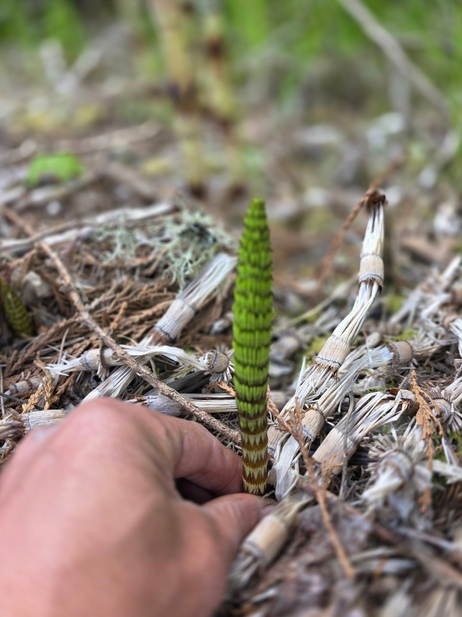 Fresh Wild Horsetail Shoots