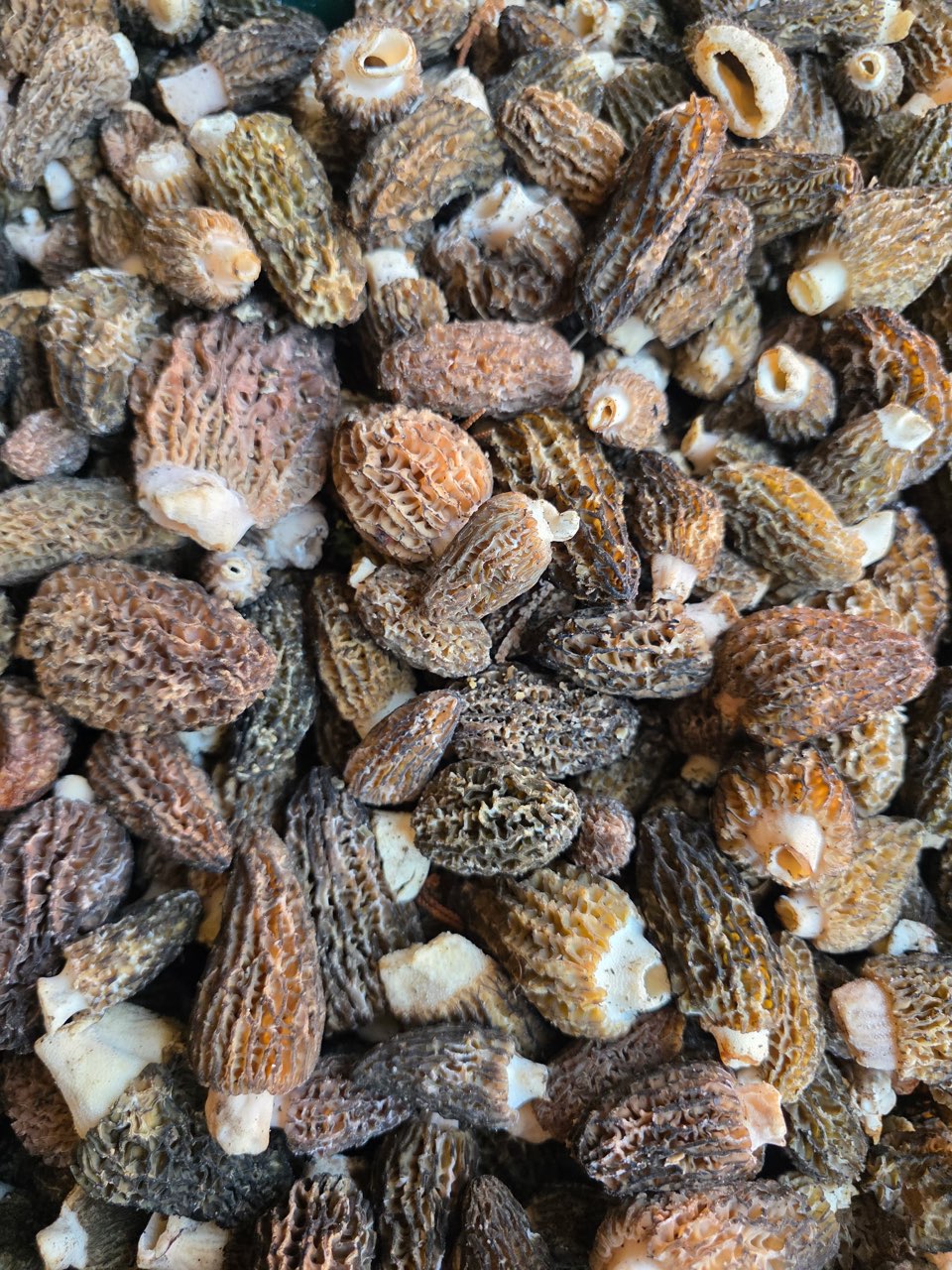 Fresh Wild Burn Morels