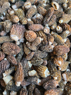 Fresh Wild Burn Morels