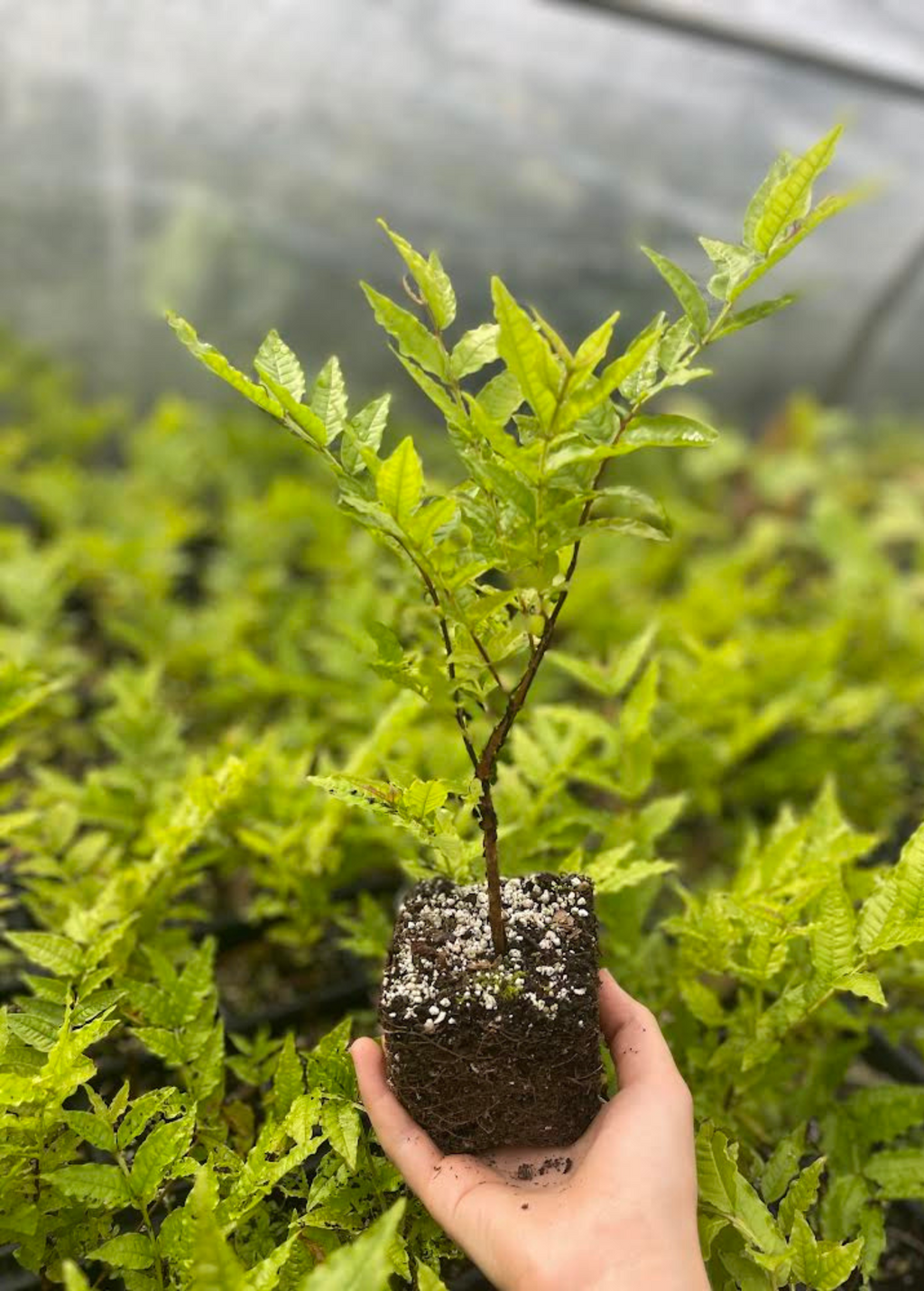 Brazilian Guava (Psidium angulatum)