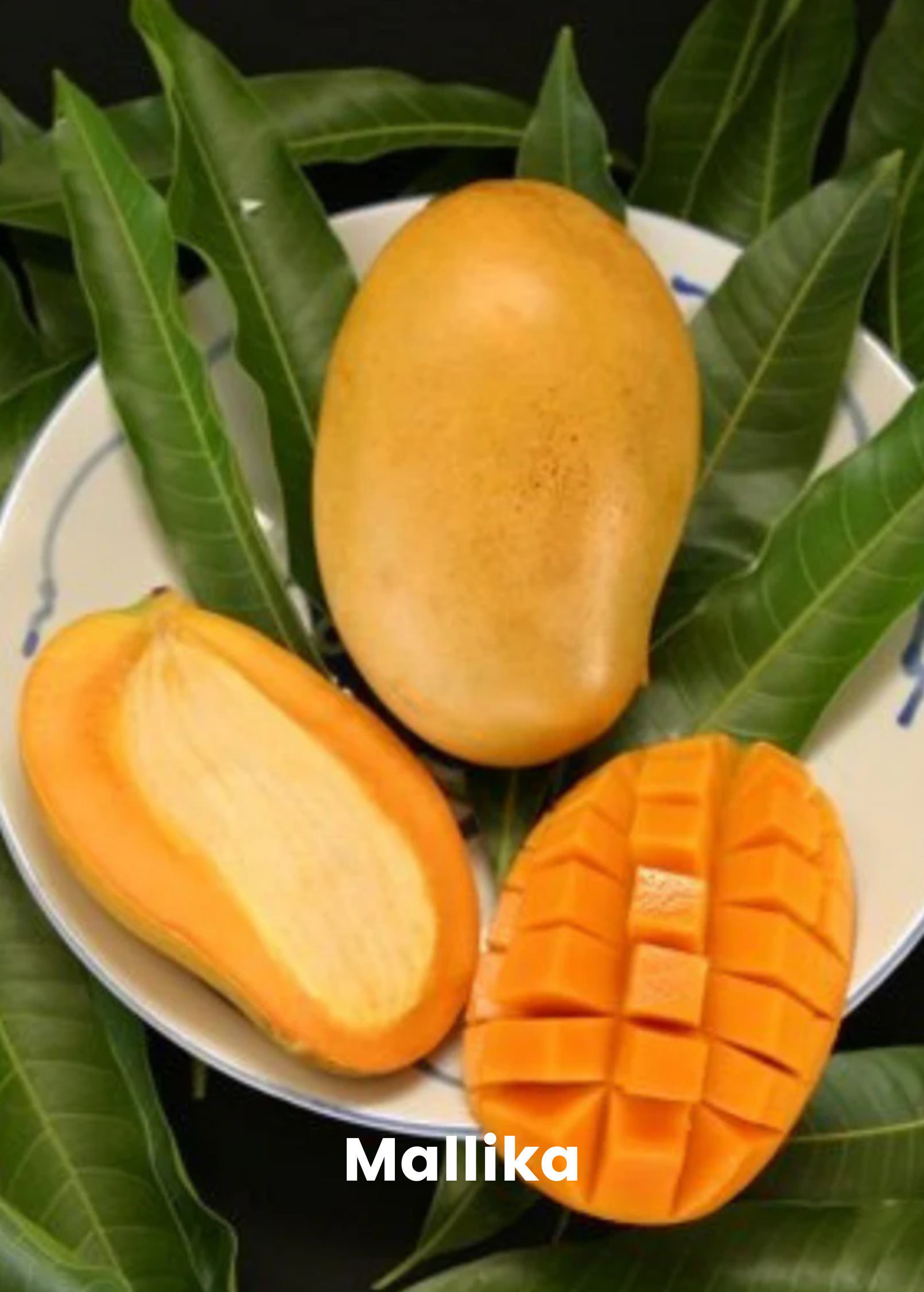 XL Mango Tree Bundle: 'Mallika' + 'Nam Doc Mai'