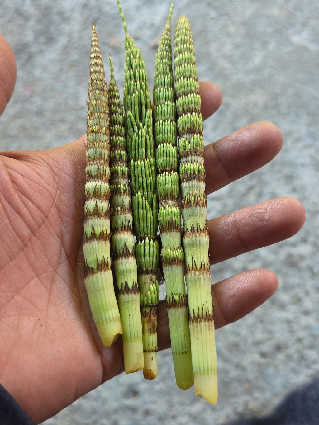 Fresh Wild Horsetail Shoots