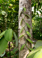 Vanilla Bean Orchid (Vanilla planifolia)