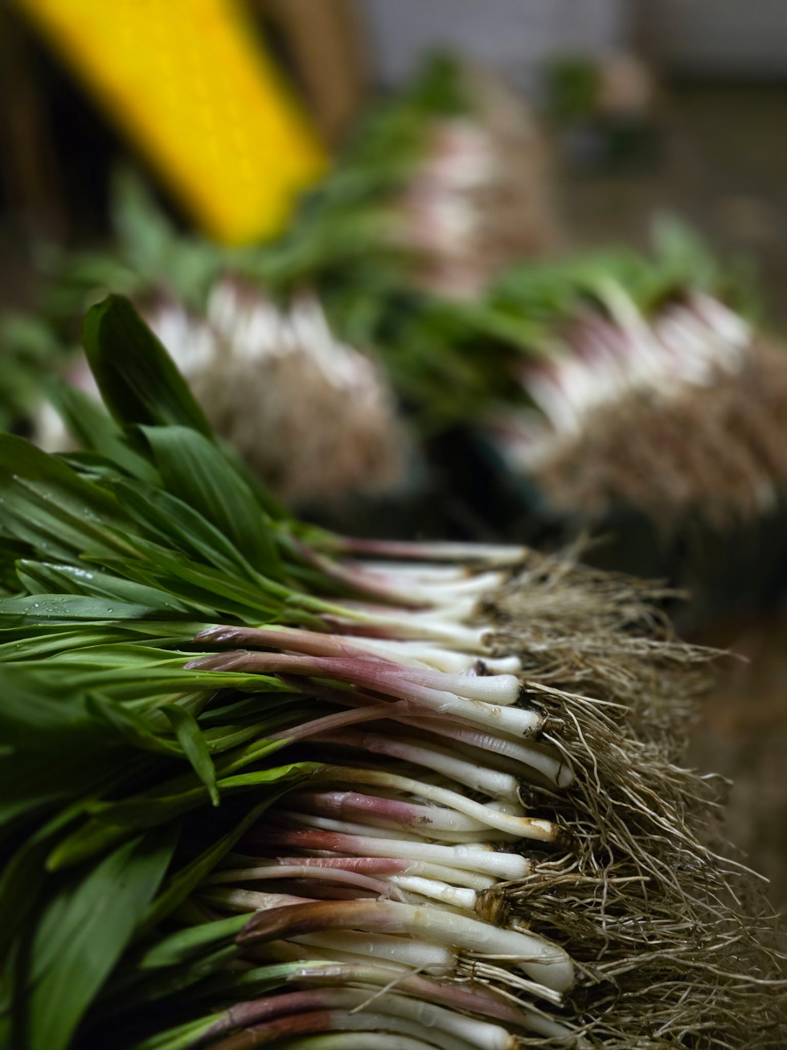 Fresh Wild Ramps