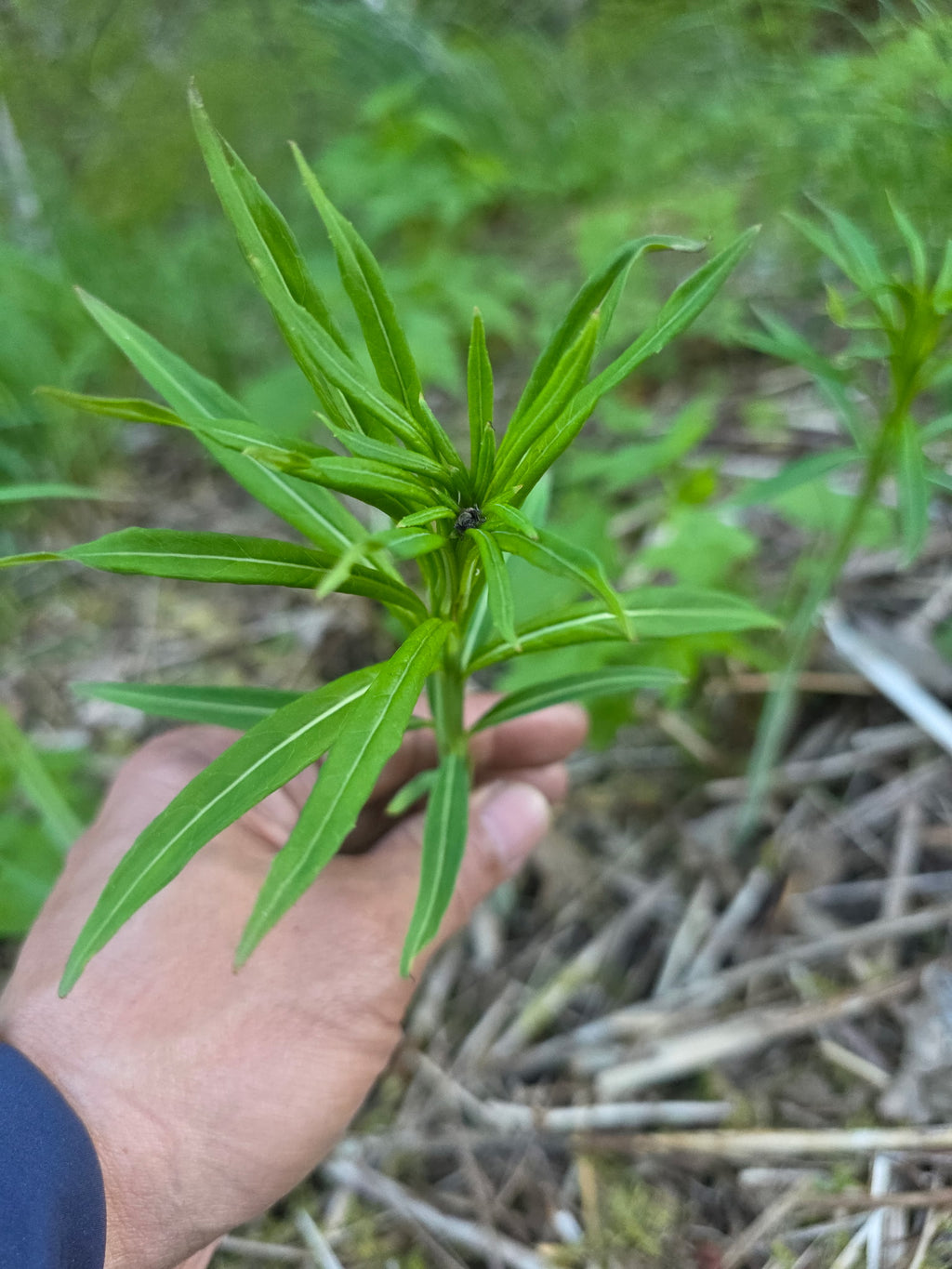 Fresh Wild Fireweed Shoots