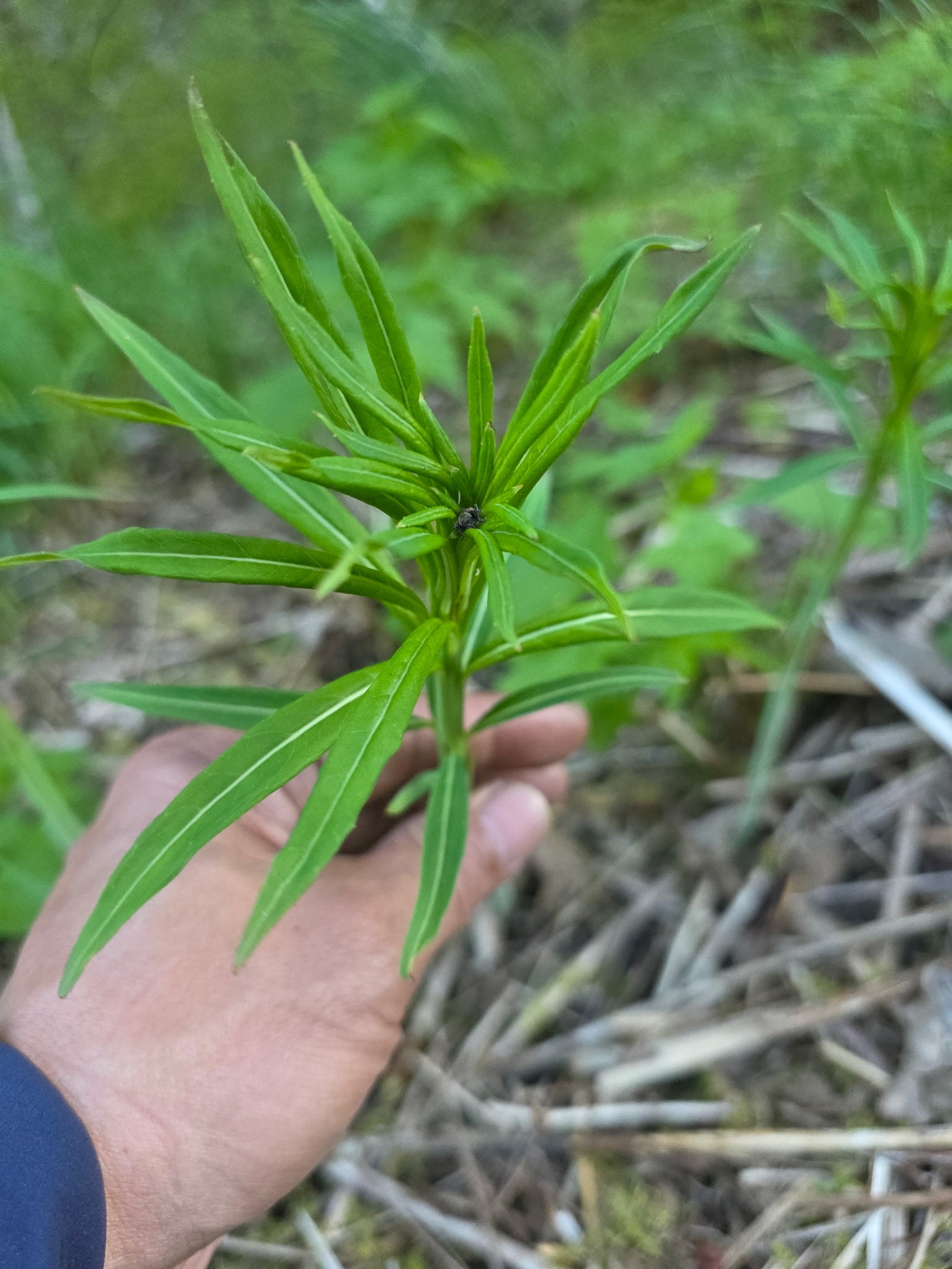 Fresh Wild Fireweed Shoots