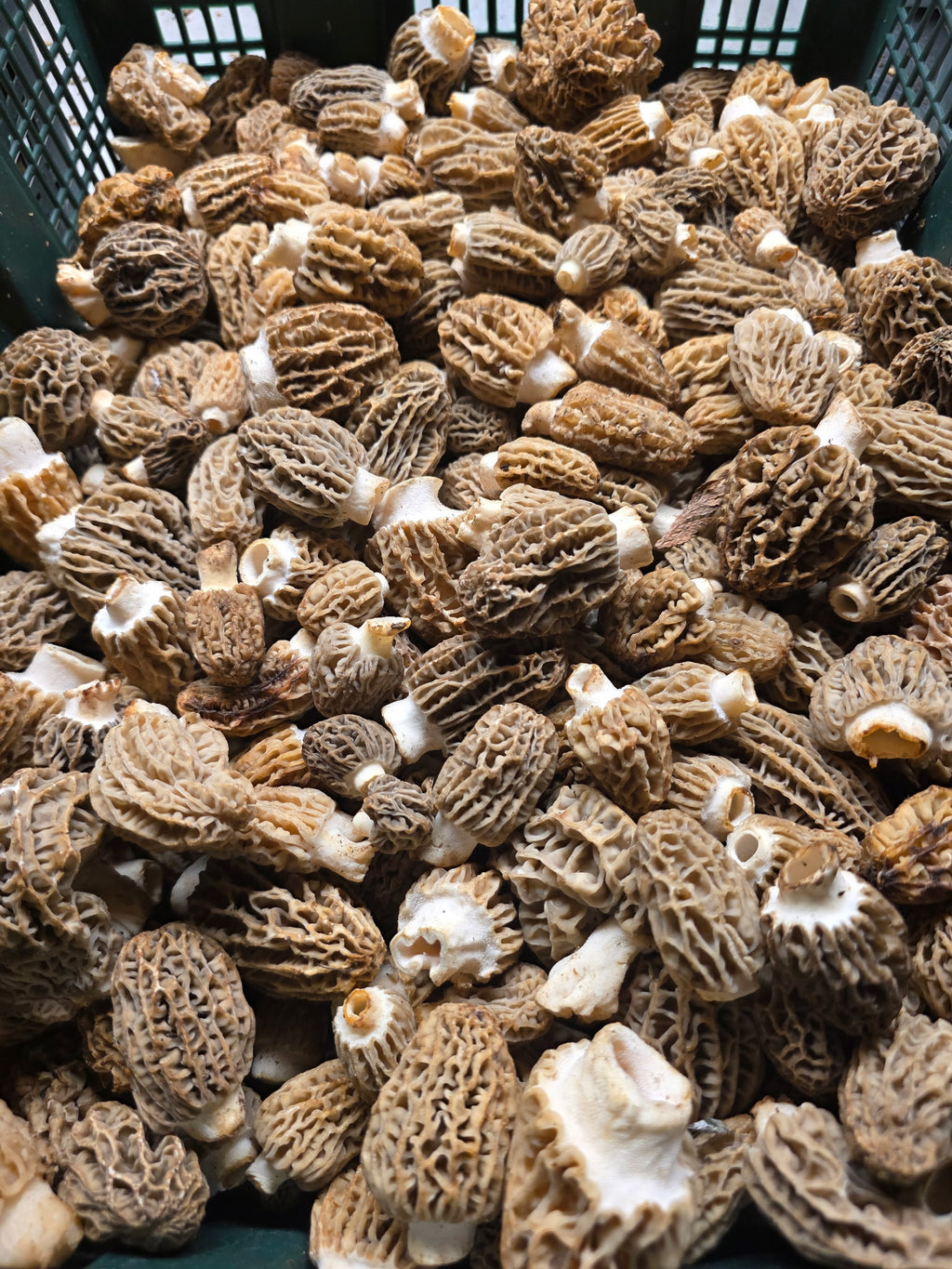 Fresh Wild Natural Blonde Morels