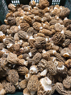 Fresh Wild Natural Blonde Morels