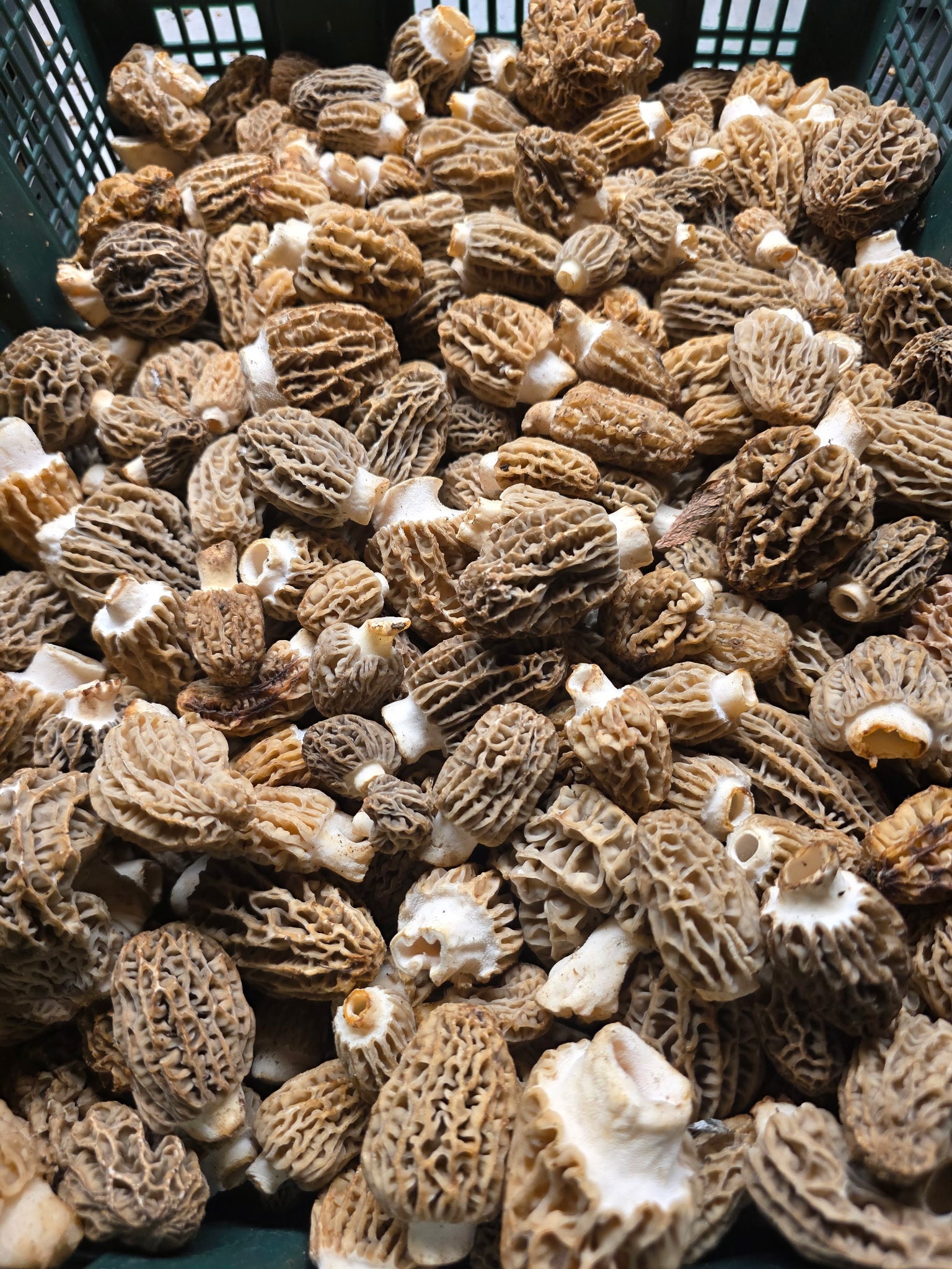 Fresh Wild Natural Blonde Morels