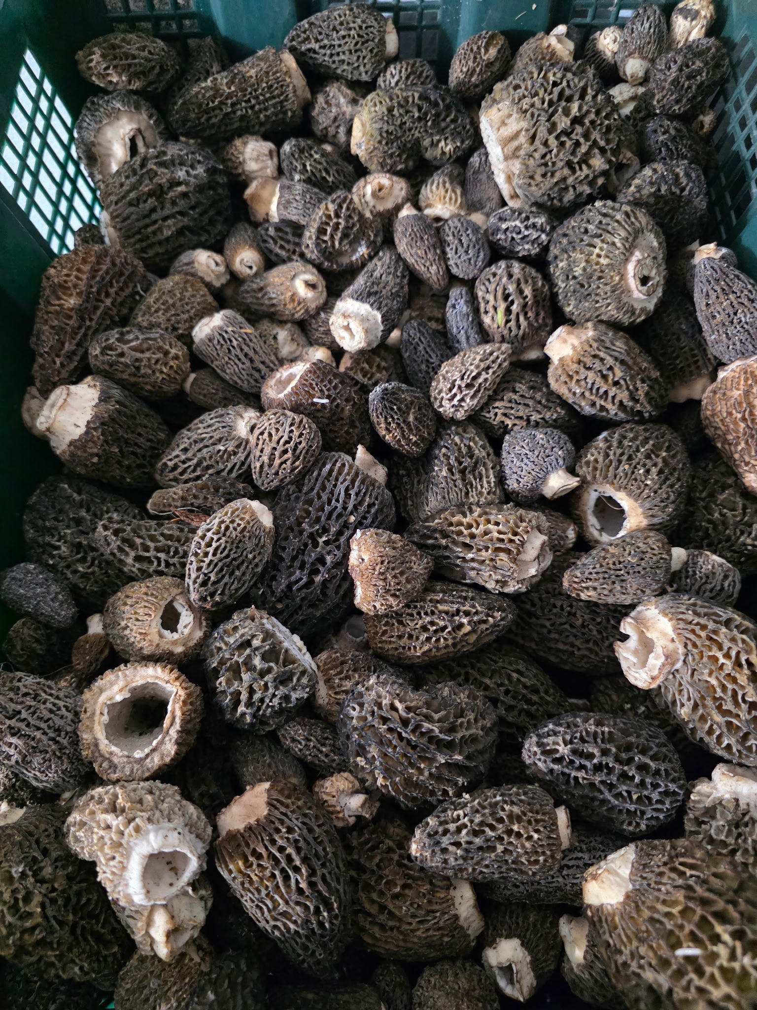 Fresh Wild Grey and Green Morels
