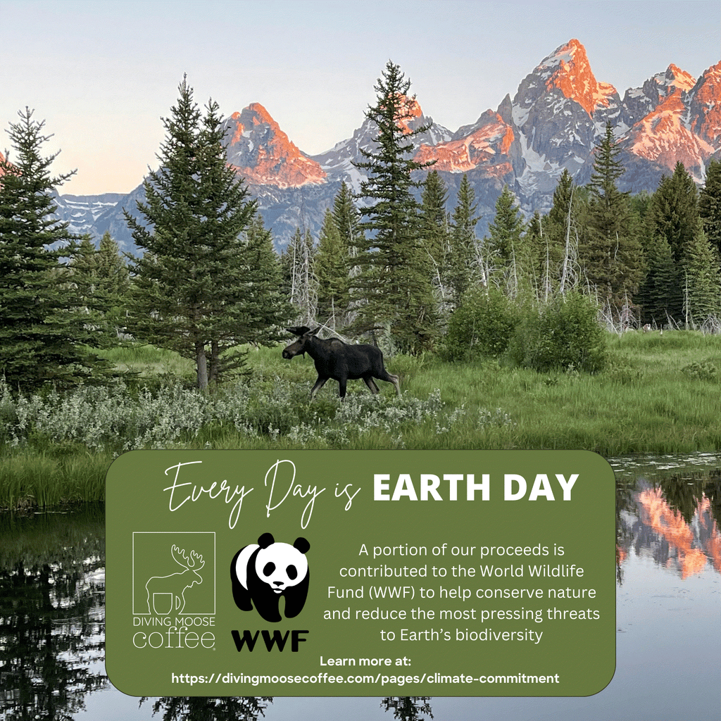 The Fennec Fox - Medium Roast Blend