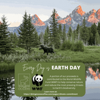 The Koala - Decaf Espresso Dark Roast Blend