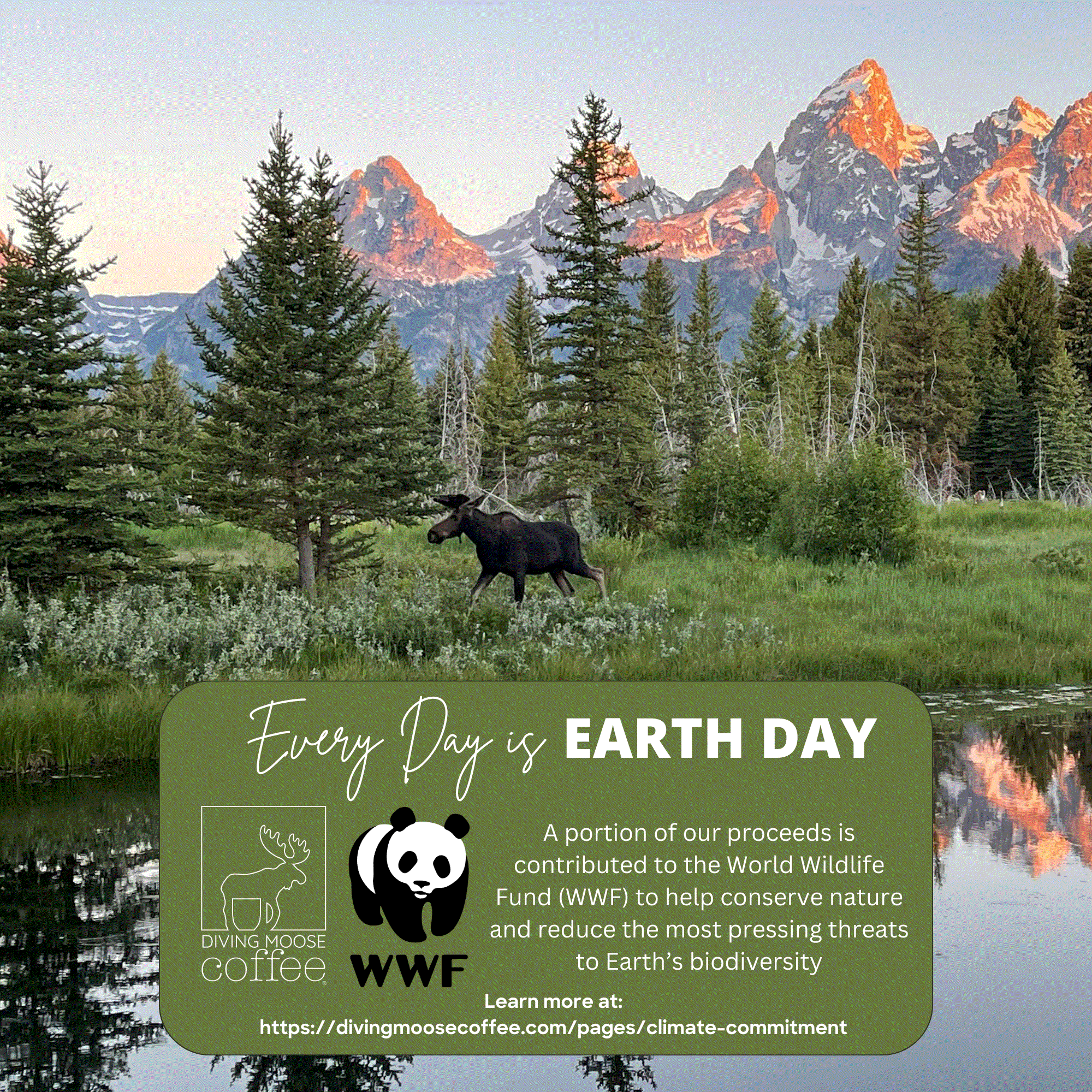 The Diving Moose Signature Medium-Dark Roast Blend