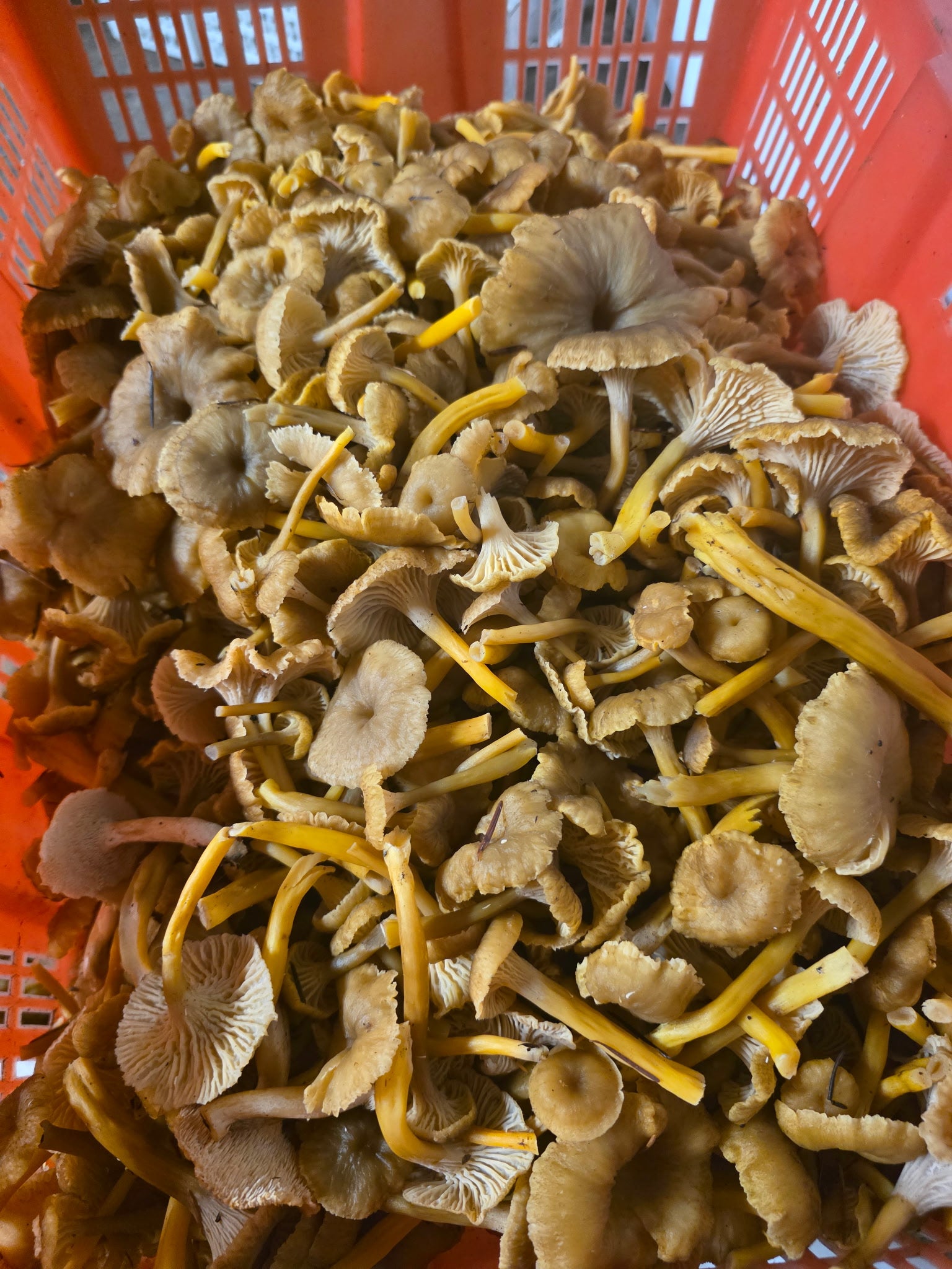 Fresh Wild Yellowfoot Chanterelles