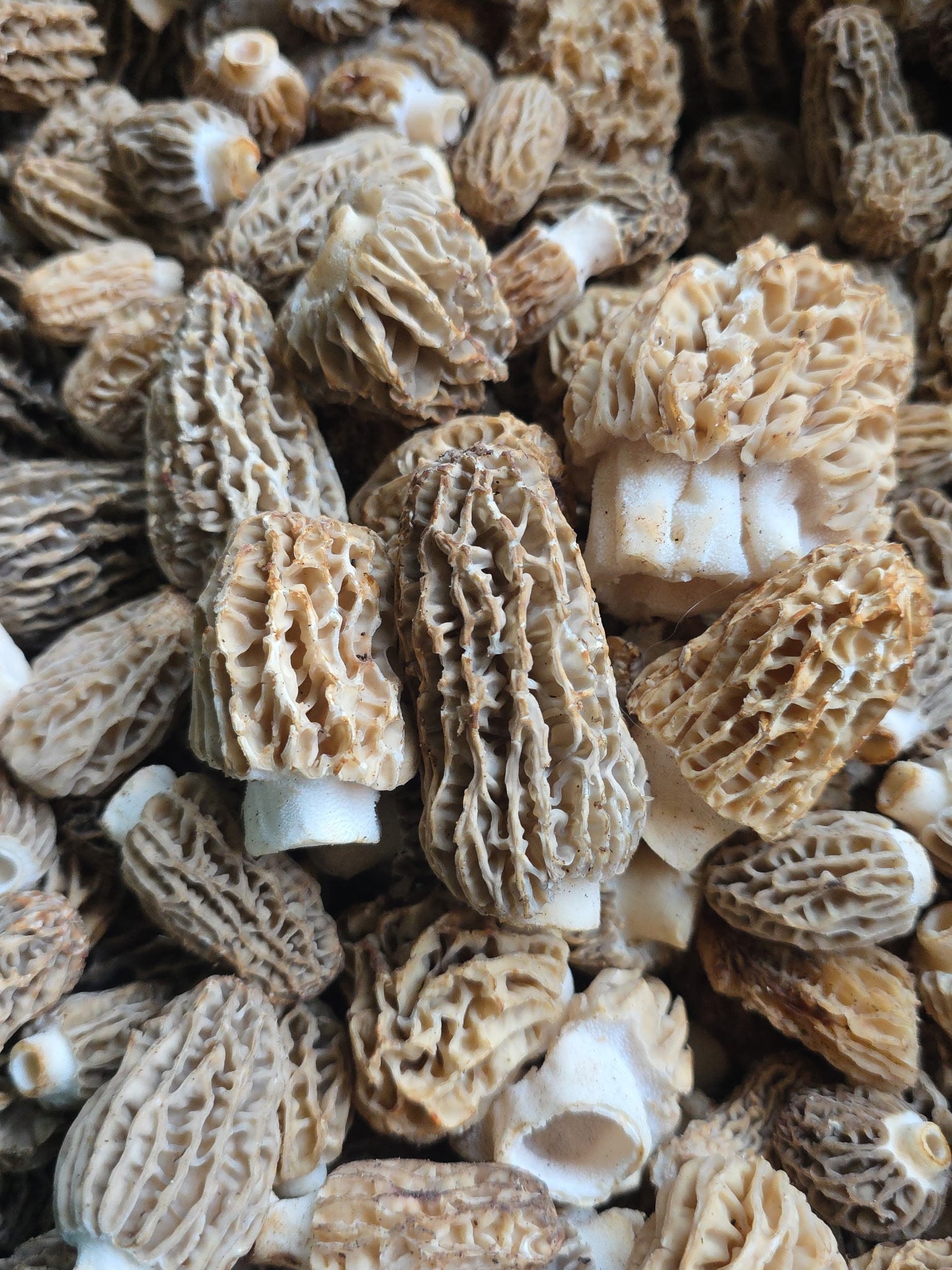 Fresh Wild Natural Blonde Morels