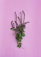 African Blue Basil (Ocimum Kilimandscharicum × Basilicum 'Dark Opal')