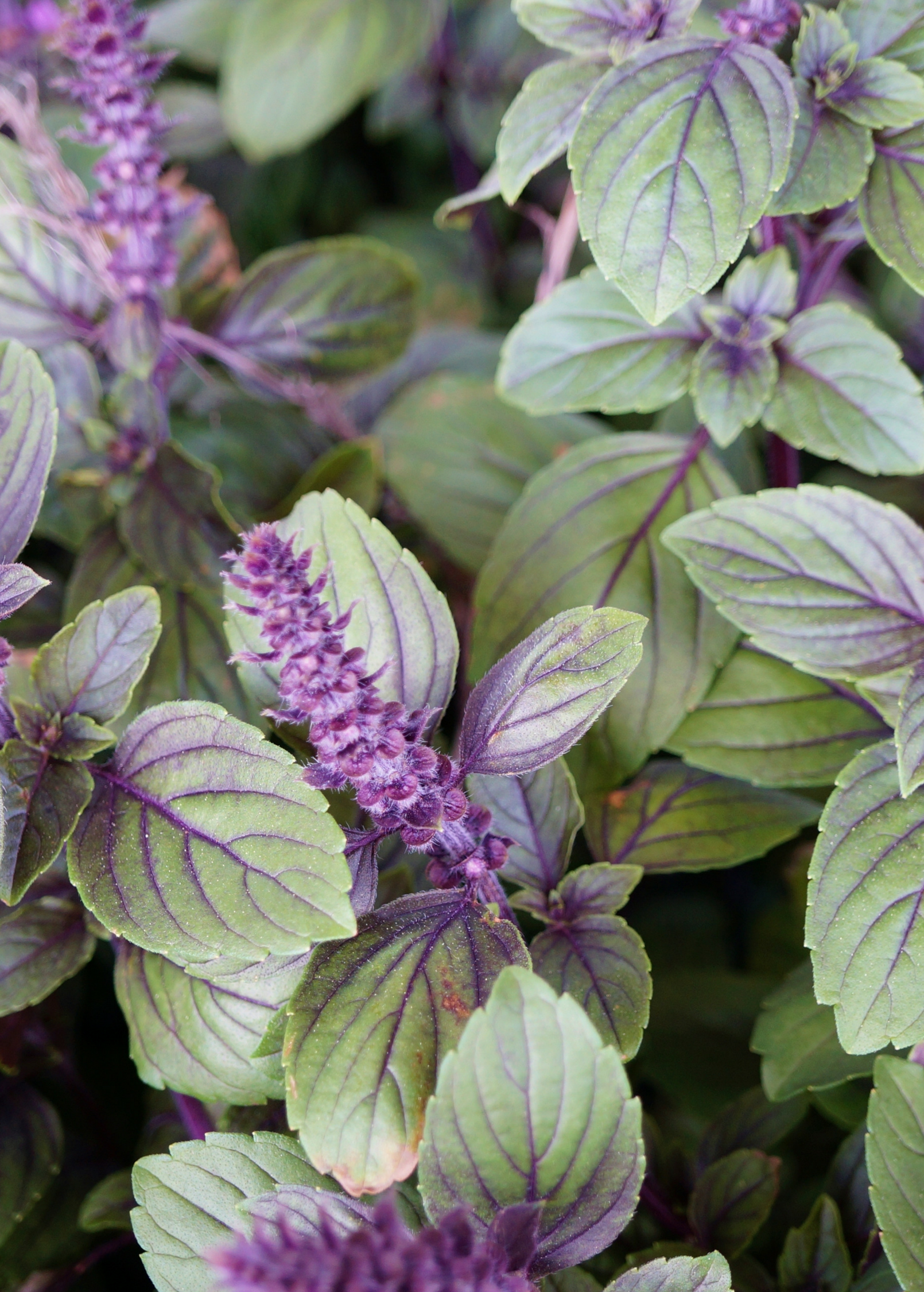 African Blue Basil (Ocimum Kilimandscharicum × Basilicum 'Dark Opal')