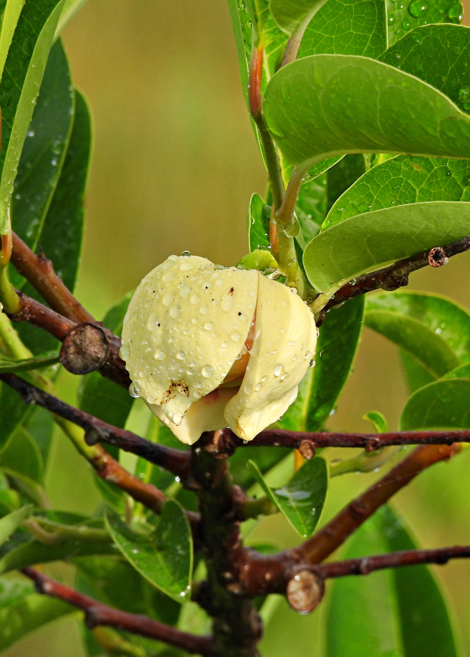 Pond Apple (Annona glabra)