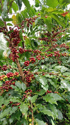 La Maria Medium Roast – Colombian Specialty Coffee | El Viajero