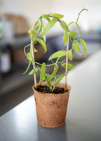 Vanilla Bean Orchid (Vanilla planifolia)
