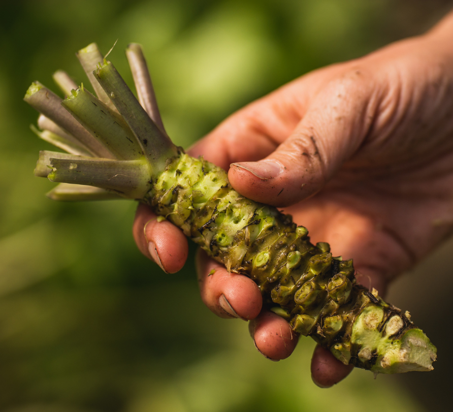 Fresh Wasabi Root