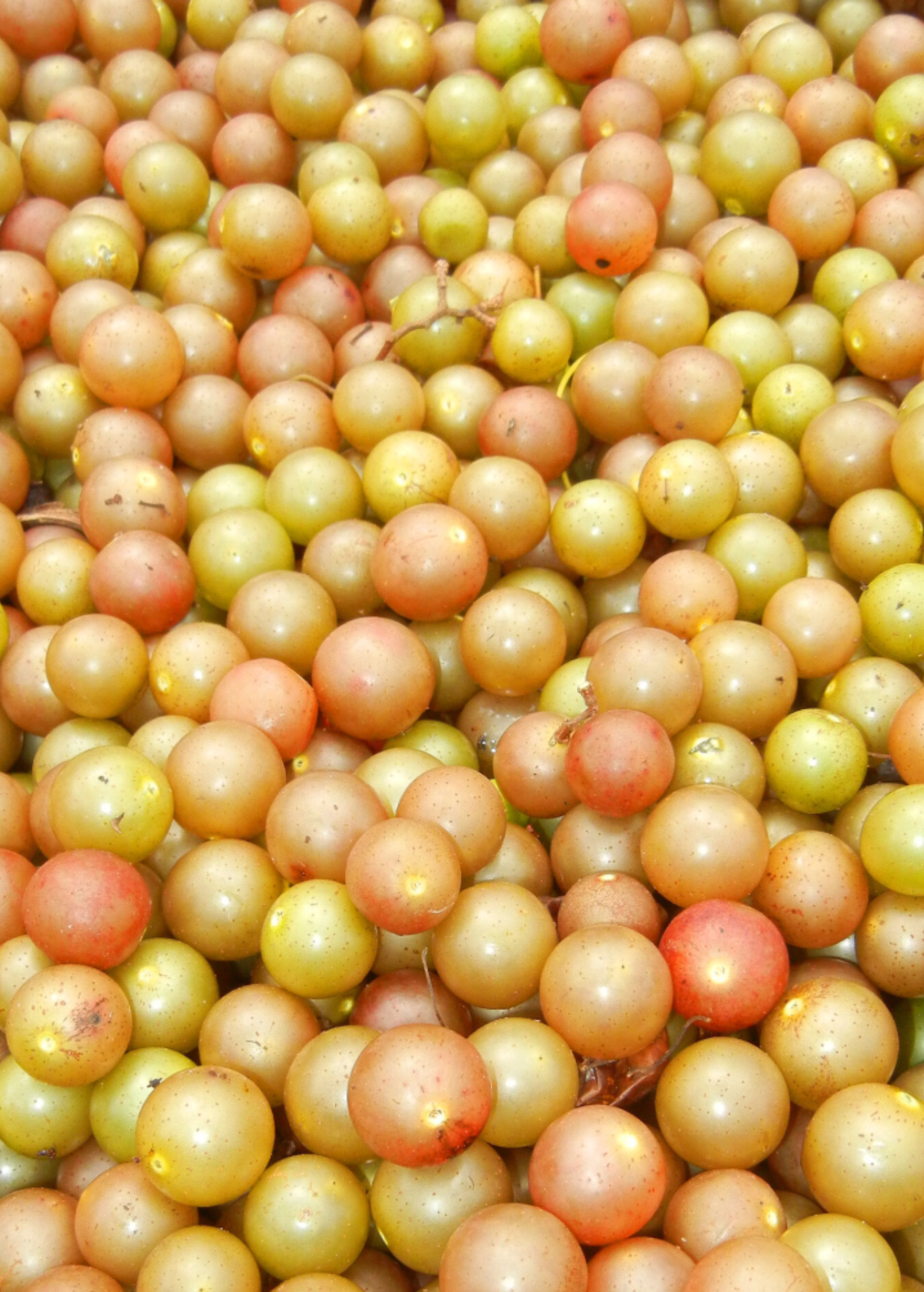 Southern Muscadine Grape Bundle: Carlos + Alachua +Southern Home'