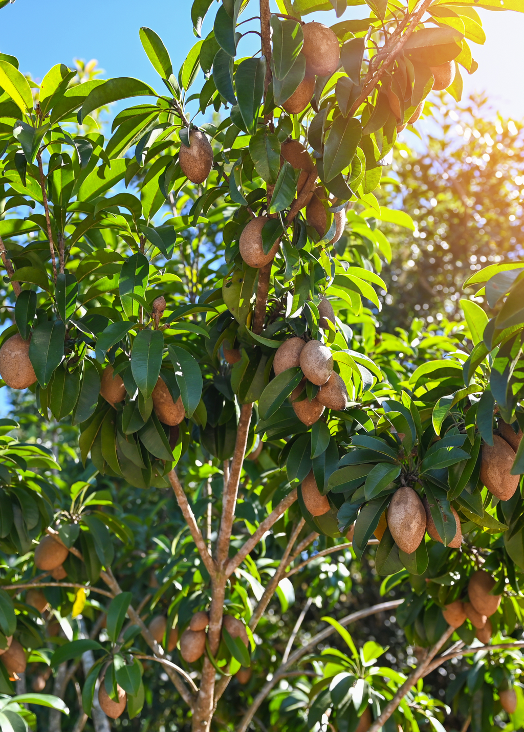 Sapodilla 'Brown Sugar' (Manilkara zapota)