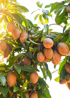 Sapodilla 'Brown Sugar' (Manilkara zapota)