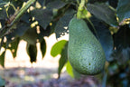 24 Large Fuerte Avocados - Fresh From the Farm