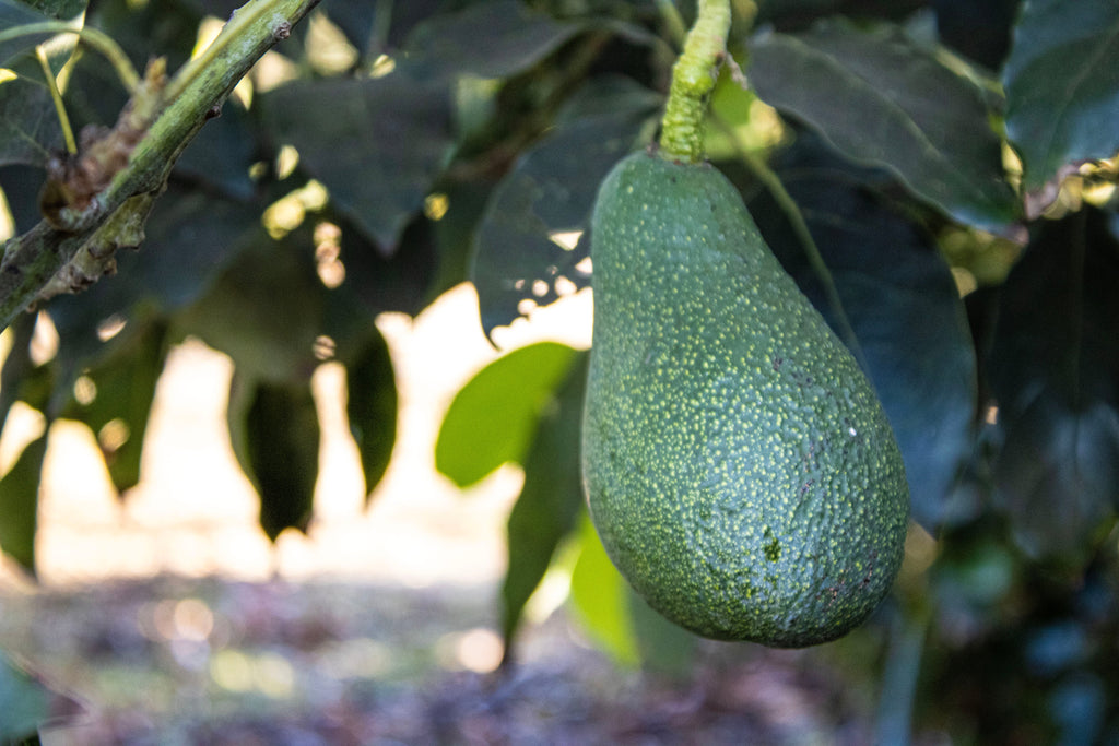 6 Large Fuerte Avocados - A California Classic