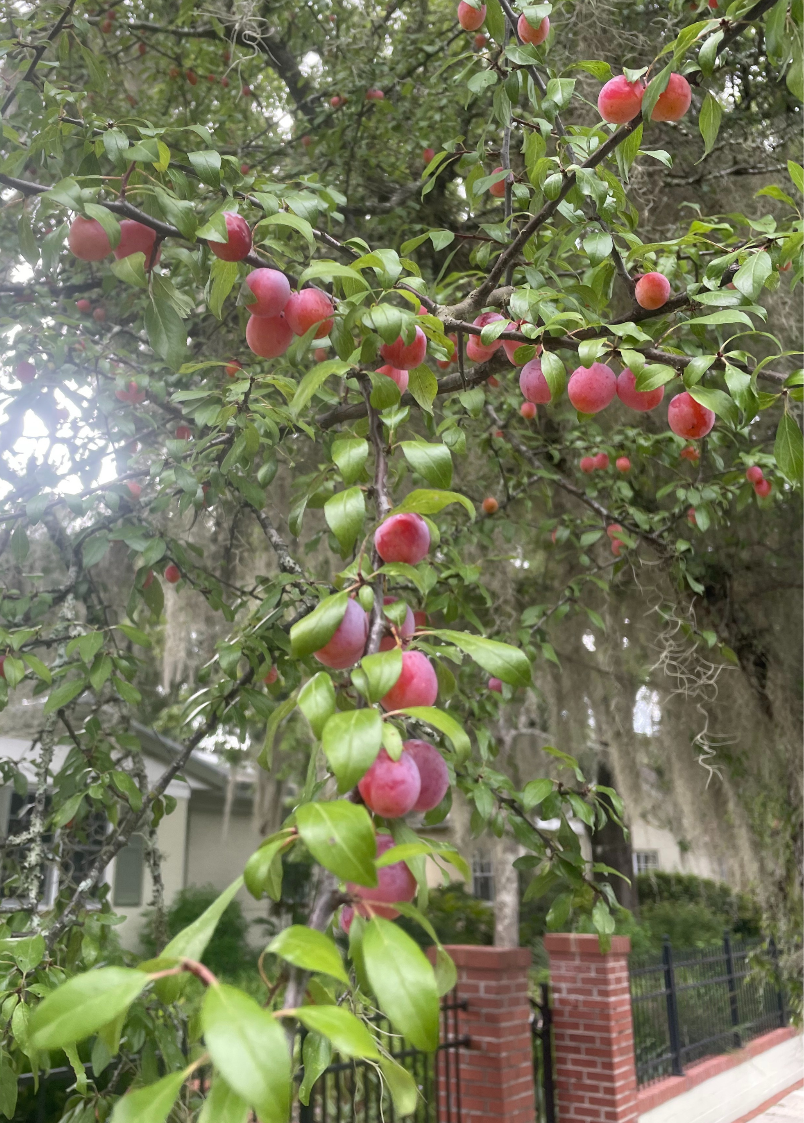 Chickasaw Plum (Prunus angustifolia)