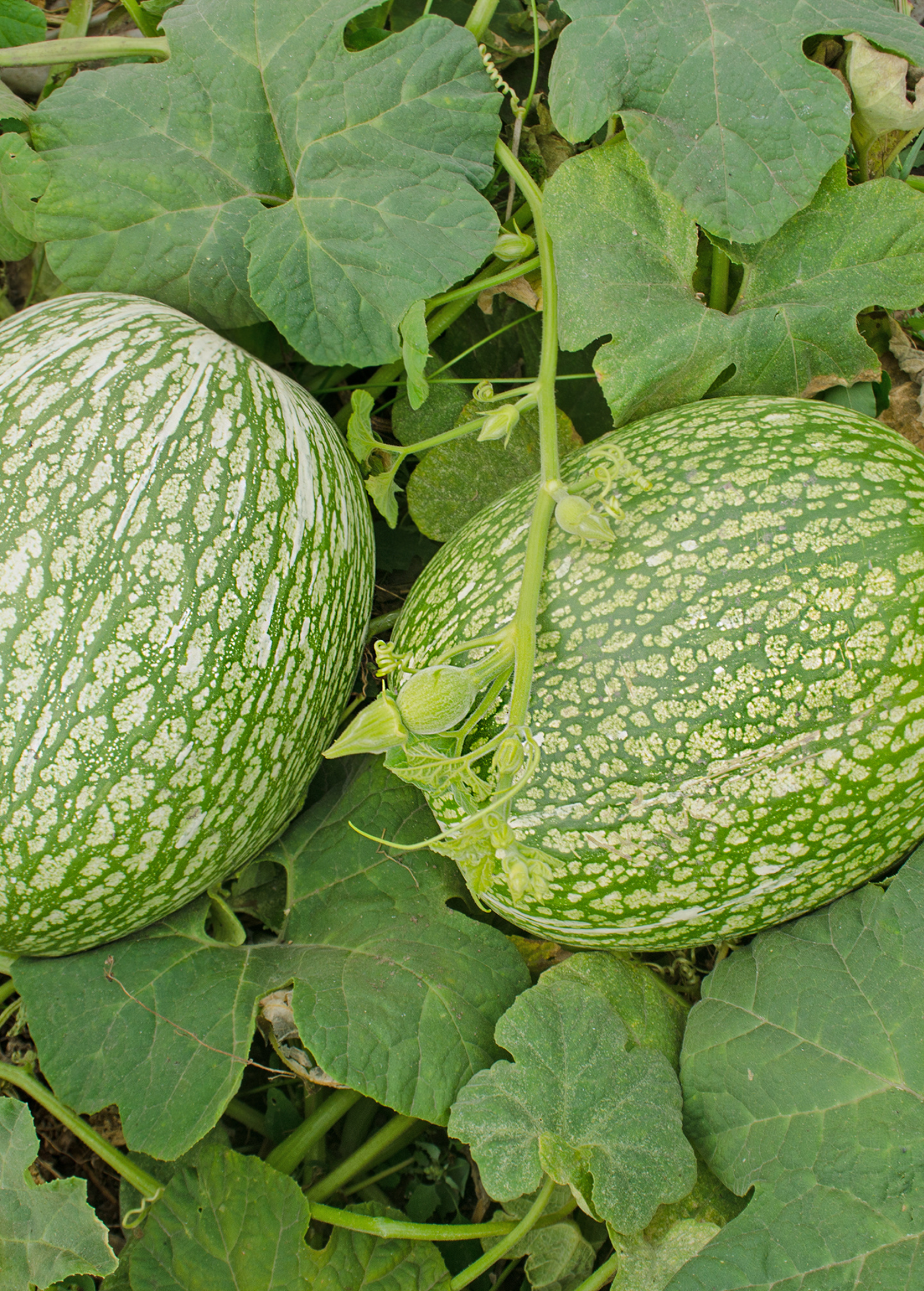 Chilacayote Squash (Cucurbita ficifolia)