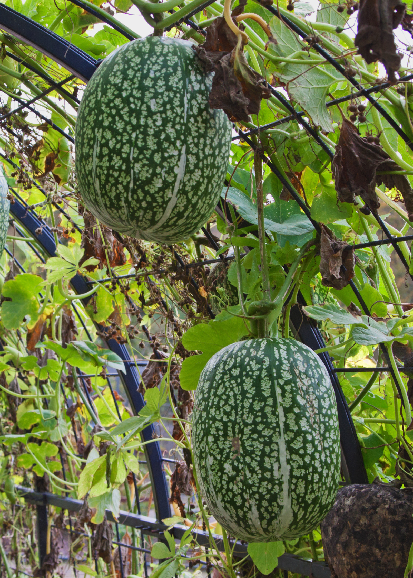 Chilacayote Squash (Cucurbita ficifolia)