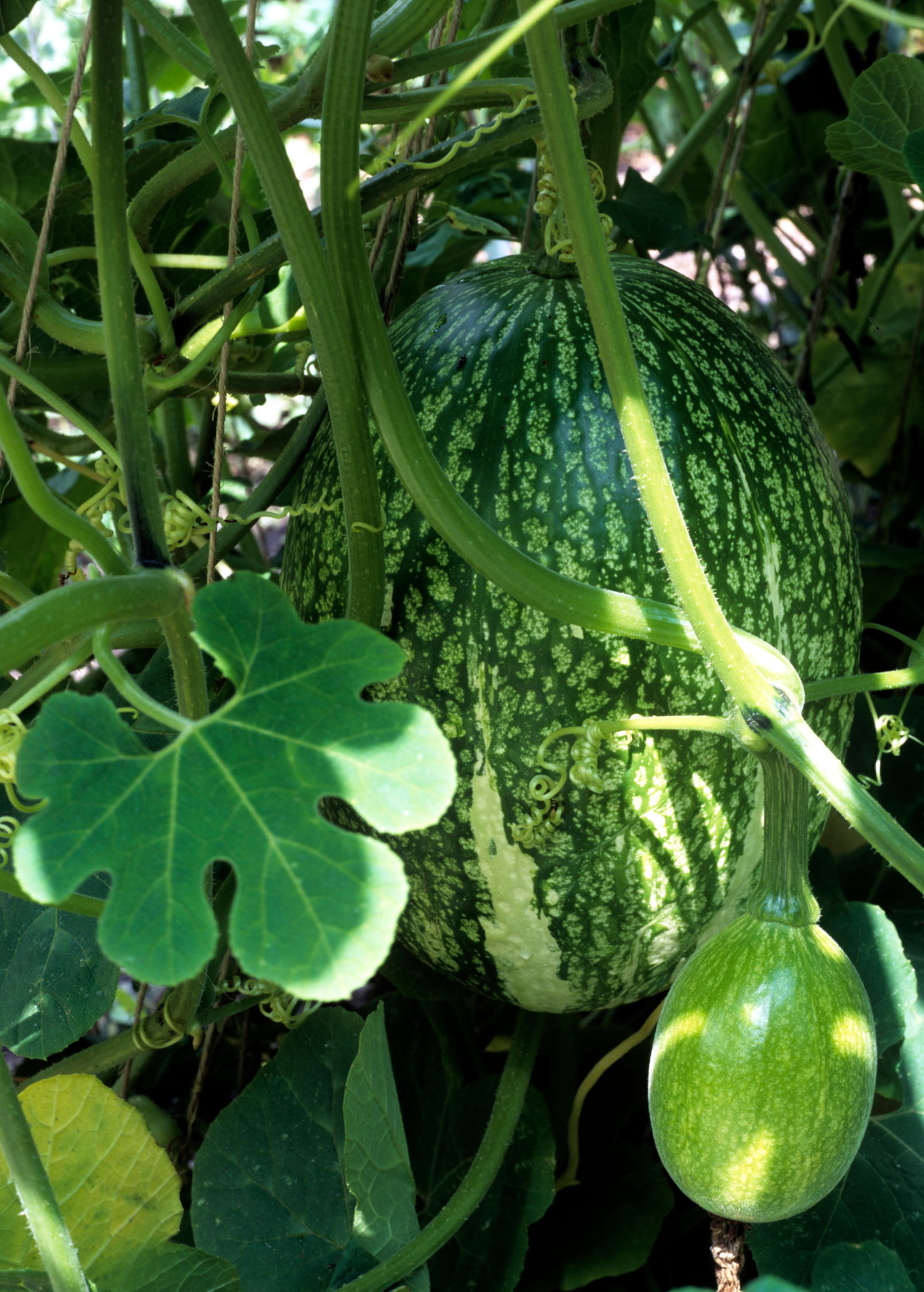 Chilacayote Squash (Cucurbita ficifolia)