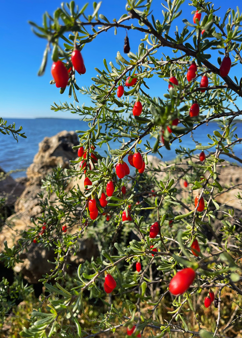 Christmasberry (Lycium carolinianum)