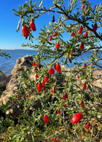 Christmasberry (Lycium carolinianum)