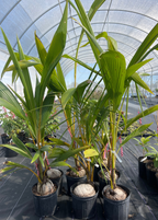 Coconut Palm Tree (Cocos nucifera)