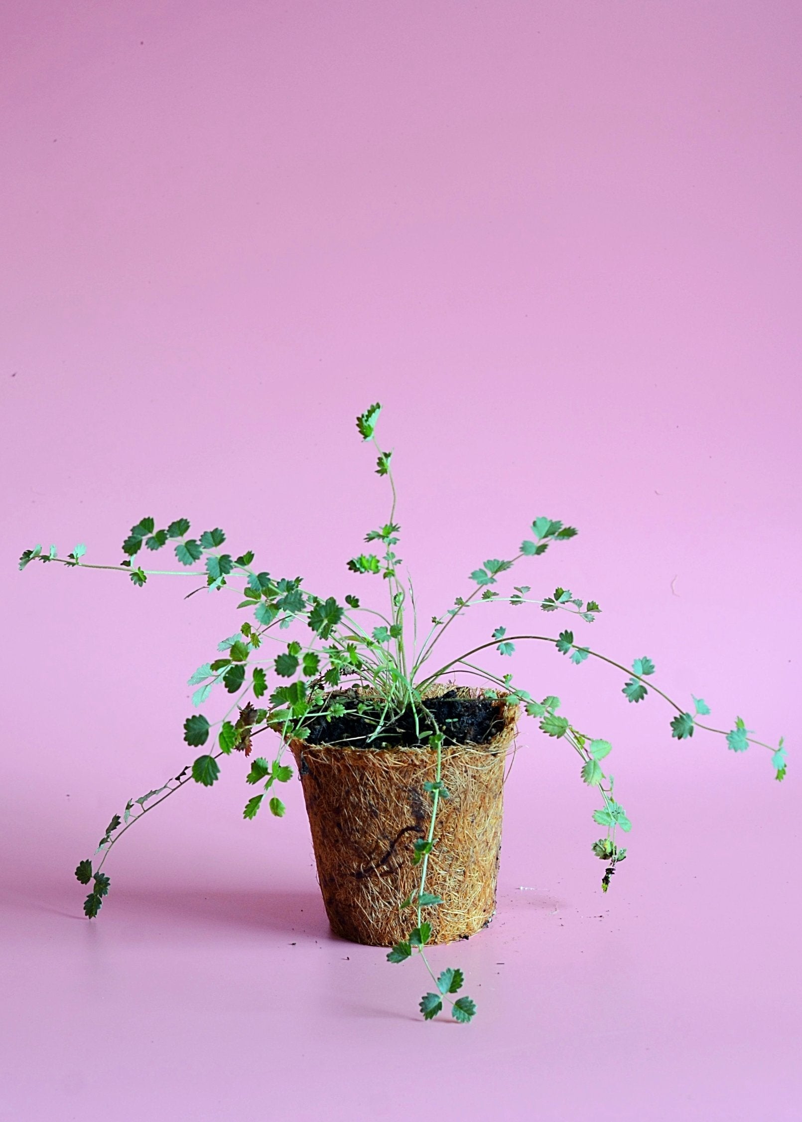 Salad Burnet (Sanguisorba minor)