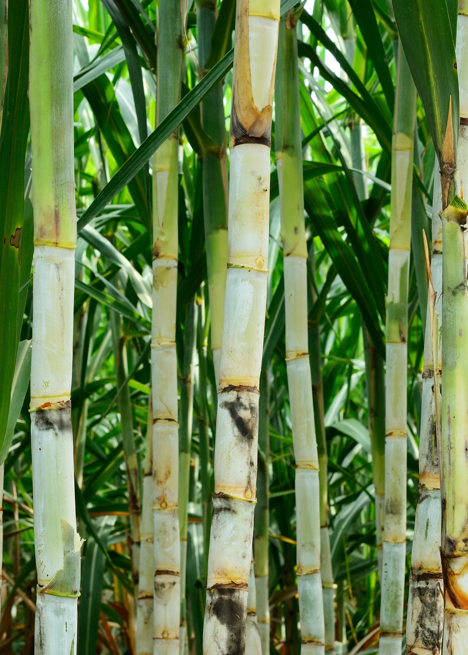 Sugar Cane 'Don Cinco'