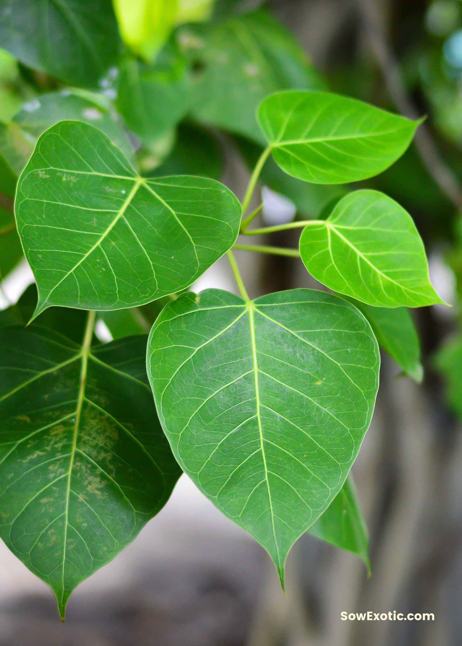 Rock Fig (Ficus petiolaris)
